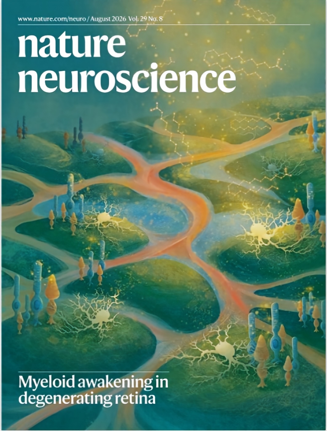 Microglia prune developing cortical blood vessels through PD-1 signaling